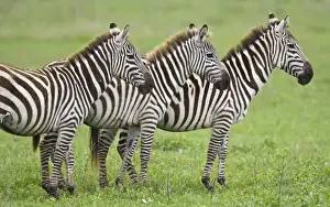 Africa. Tanzania. Zebras at Ngorongoro Crater in the Ngorongoro Conservation Area
