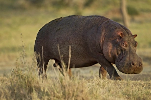 Ungulate Prints: Africa, Tanznia, Serengeti National Park, Ngorongoro Crater, in Moru Kopjes, Hippopotamus