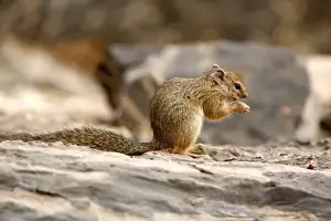Squirrel Prints: Africa. Tree Squirrel (Paraxerus cepapi) feeding on the ground