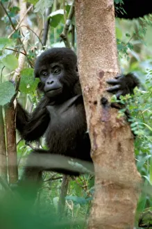 Africa, Uganda