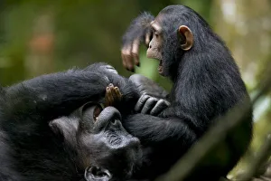 Images Dated 6th November 2004: Africa, Uganda