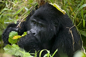 Images Dated 8th November 2004: Africa, Uganda