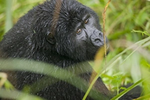 Images Dated 8th November 2004: Africa, Uganda