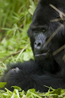 Images Dated 8th November 2004: Africa, Uganda