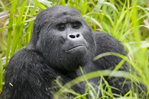 Africa, Uganda