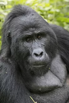 Uganda Gallery: Africa, Uganda, Bwindi Impenetrable Forest and National Park. Mountain, or eastern gorillas