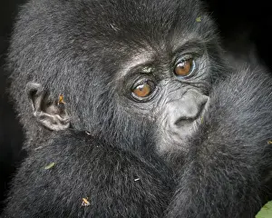 Africa, Uganda, Bwindi Impenetrable Forest and National Park. Mountain, or eastern gorillas