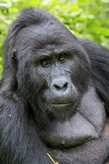 Gorilla Prints: Africa, Uganda, Bwindi Impenetrable Forest and National Park