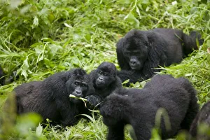 Images Dated 8th November 2004: Africa, Uganda, Bwindi Impenetrable National Park, Mountain Gorilla troupe (Gorilla