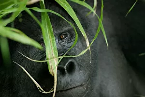 Images Dated 9th November 2004: Africa, Uganda, Bwindi Impenetrable National Park, Adult Mountain Gorilla (Gorilla