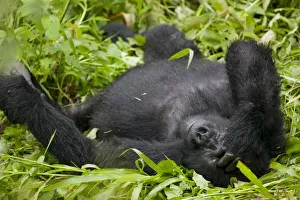 Images Dated 8th November 2004: Africa, Uganda, Bwindi Impenetrable National Park, Adult Mountain Gorilla (Gorilla