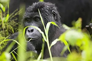Images Dated 8th November 2004: Africa, Uganda, Bwindi Impenetrable National Park, Adult Mountain Gorilla (Gorilla