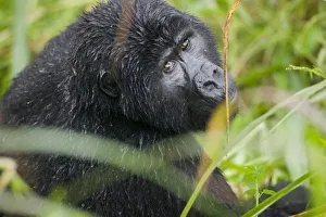 Images Dated 8th November 2004: Africa, Uganda, Bwindi Impenetrable National Park, Adult Mountain Gorilla (Gorilla