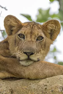 Uganda Gallery: Africa, Uganda, Ishasha, Queen Elizabeth National Park. Lioness, (Panthera leo) in tree