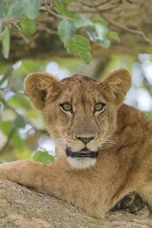 Images Dated 24th May 2016: Africa, Uganda, Ishasha, Queen Elizabeth National Park. Lioness, (Panthera leo) in tree