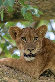 Lion Prints: Africa, Uganda, Ishasha, Queen Elizabeth National Park. Lioness in tree, resting on branch