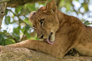 Lion Prints: Africa, Uganda, Ishasha, Queen Elizabeth National Park. Lioness in tree, resting on branch