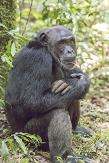 Africa, Uganda, Kibale Forest National Park. Chimpanzee (Pan troglodytes) in forest