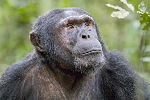Africa, Uganda, Kibale Forest National Park. Chimpanzee (Pan troglodytes) in forest