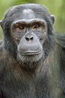 Uganda Gallery: Africa, Uganda, Kibale Forest National Park. Chimpanzee (Pan troglodytes) in forest