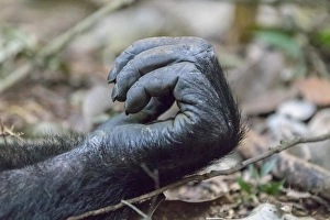 Images Dated 22nd May 2016: Africa, Uganda, Kibale Forest National Park. Chimpanzee (Pan troglodytes) in forest