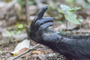 Images Dated 22nd May 2016: Africa, Uganda, Kibale Forest National Park. Chimpanzee (Pan troglodytes) in forest