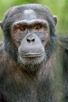 Great Ape Prints: Africa, Uganda, Kibale Forest National Park. Chimpanzee in forest