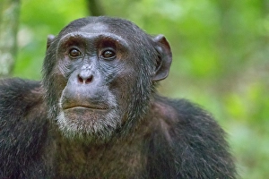 Great Ape Prints: Africa, Uganda, Kibale Forest National Park. Chimpanzee in forest