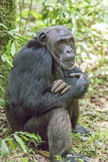 Great Ape Prints: Africa, Uganda, Kibale Forest National Park. Chimpanzee in forest