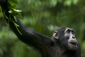 Images Dated 6th November 2004: Africa, Uganda, Kibale Forest Reserve, Portrait of adult Chimpanzee (Pan troglodytes)