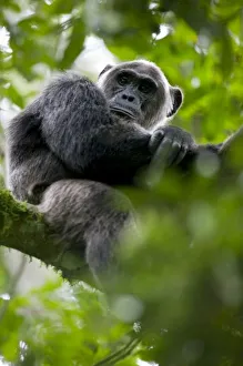 Images Dated 6th November 2004: Africa, Uganda, Kibale Forest Reserve, Portrait of adult Chimpanzee (Pan troglodytes)