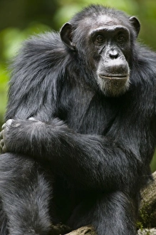 Images Dated 6th November 2004: Africa, Uganda, Kibale Forest Reserve, Portrait of adult Chimpanzee (Pan troglodytes)