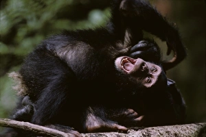 Care Free Prints: Africa, Uganda, Kibale Forest Reserve, Juvenile Chimpanzee (Pan troglodytes) playing