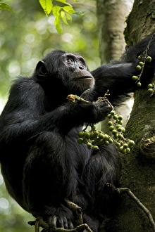 Africa, Uganda, Kibale National Park, Ngogo Chimpanzee Project. Perched in a fig tree