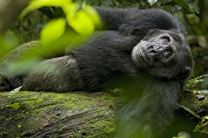 Uganda Collection: Africa, Uganda, Kibale National Park, Ngogo Chimpanzee Project