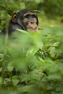Africa, Uganda, Kibale National Park, Ngogo Chimpanzee Project