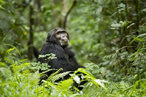 Africa, Uganda, Kibale National Park, Ngogo Chimpanzee Project