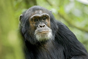 Africa, Uganda, Kibale National Park, Ngogo. A male chimpanzee listens alert