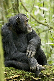 Africa, Uganda, Kibale National Park, Ngogo Chimpanzee Project