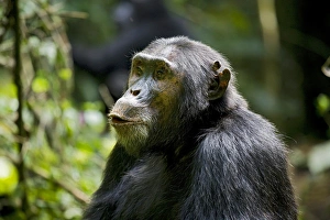 Uganda Prints: Africa, Uganda, Kibale National Park, Ngogo Chimpanzee Project