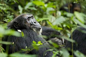 Uganda Prints: Africa, Uganda, Kibale National Park, Ngogo Chimpanzee Project
