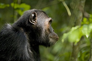 Uganda Prints: Africa, Uganda, Kibale National Park, Ngogo Chimpanzee Project