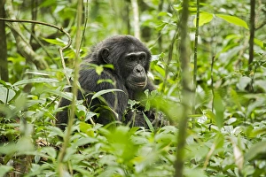 Uganda Prints: Africa, Uganda, Kibale National Park, Ngogo Chimpanzee Project