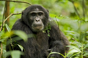 Uganda Prints: Africa, Uganda, Kibale National Park