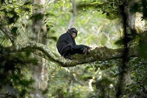 Uganda Prints: Africa, Uganda, Kibale National Park, Ngogo Chimpanzee Project