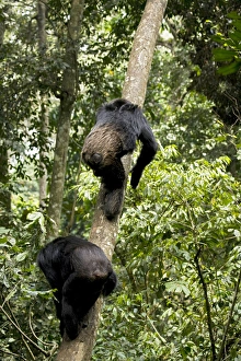 Uganda Prints: Africa, Uganda, Kibale National Park, Ngogo Chimpanzee Project. Natural climbers