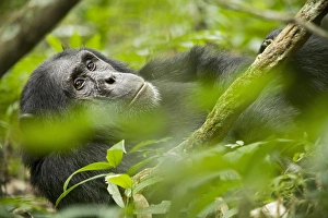 Uganda Prints: Africa, Uganda, Kibale National Park, Ngogo Chimpanzee Project