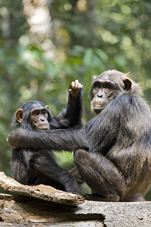 Africa, Uganda, Kibale National Park, Ngogo Chimpanzee Project