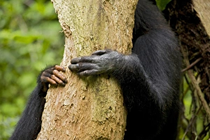Uganda Prints: Africa, Uganda, Kibale National Park, Ngogo Chimpanzee Project