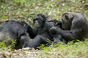 Uganda Prints: Africa, Uganda, Kibale National Park, Ngogo Chimpanzee Project